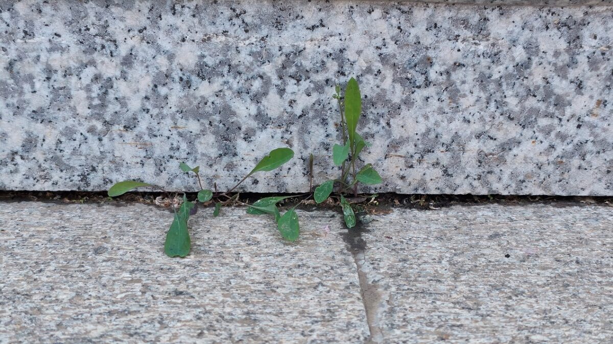 春且住。见说道、天涯芳草无归路