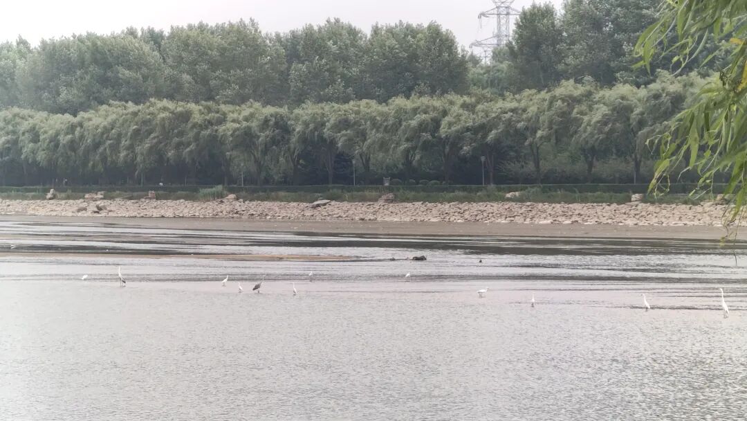 骑行23公里，1.5小时，路遇大白鸟